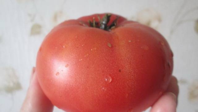 Tomato Merry Dwarf: reviews, description of a series of varieties