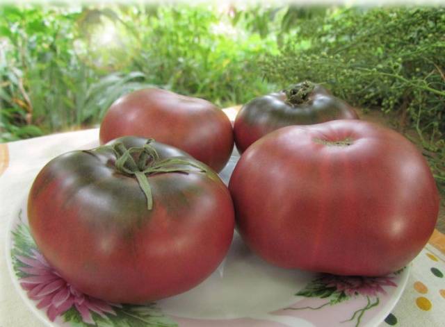 Tomato Merry Dwarf: reviews, description of a series of varieties