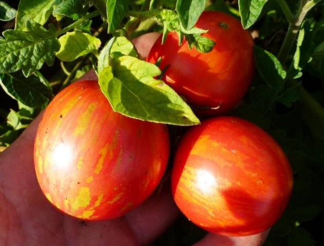 Tomato Merry Dwarf: reviews, description of a series of varieties