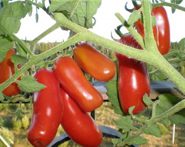 Tomato Merry Dwarf: reviews, description of a series of varieties