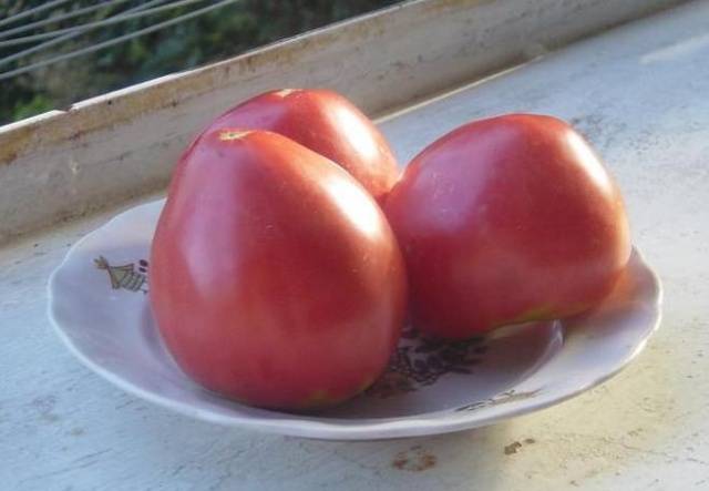 Tomato Merry Dwarf: reviews, description of a series of varieties