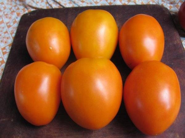 Tomato Merry Dwarf: reviews, description of a series of varieties