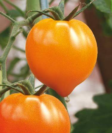 Tomato Merry Dwarf: reviews, description of a series of varieties