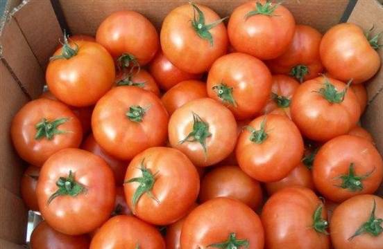 Tomato Metelitsa: description, reviews, photos