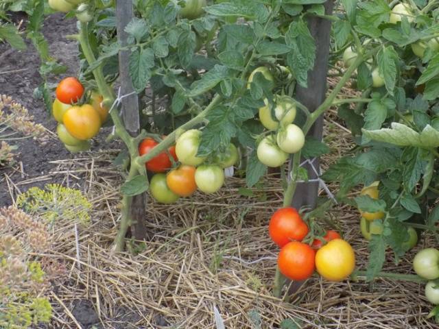 Tomato Metelitsa: description, reviews, photos