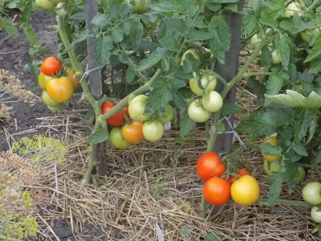 Tomato Metelitsa: description, reviews, photos