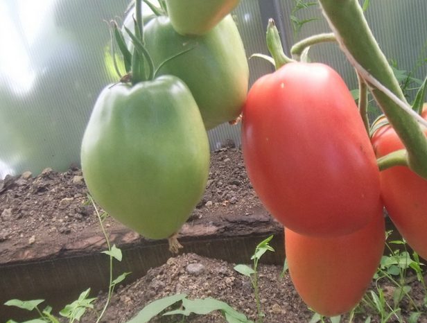 Tomato Minusinsk glasses: pink, orange, red