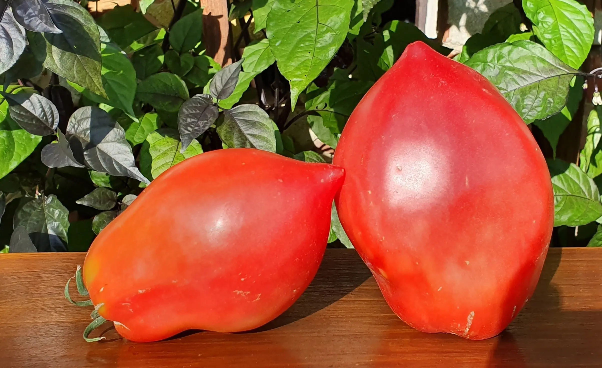 Tomato Minusinsk glasses: pink, orange, red