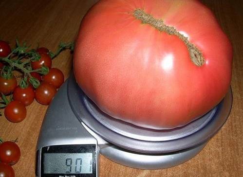 Tomato Miracle of the Earth: variety description, photos, reviews