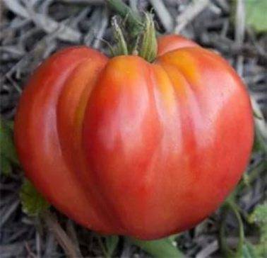 Tomato Miracle of the Earth: variety description, photos, reviews