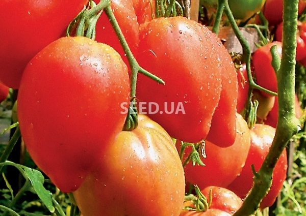 Tomato Miracle of the Earth: variety description, photos, reviews