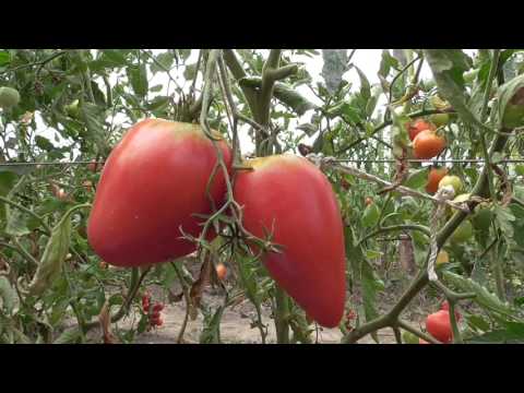 Tomato Miracle of the Earth: variety description, yield information and reviews