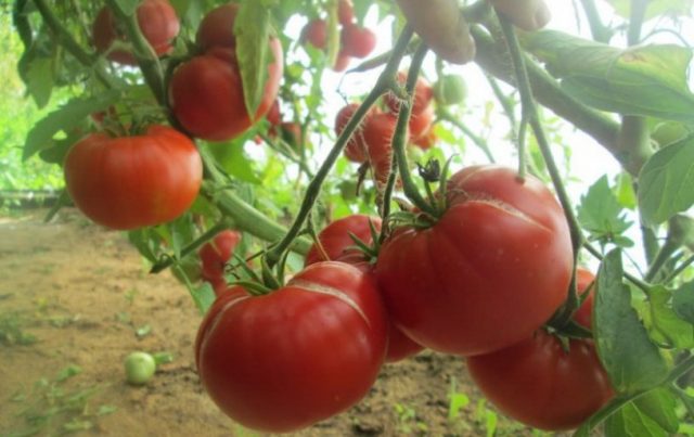 Tomato Moms love: reviews, photos, productivity