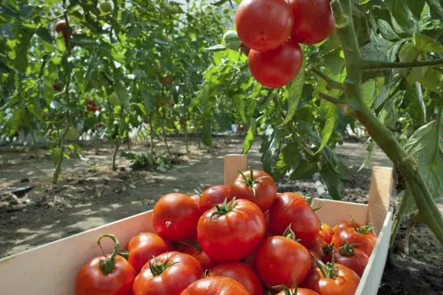 Tomato Money bag: reviews, photos, yield