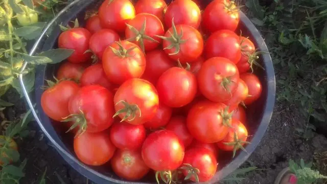 Tomato Money bag: reviews, photos, yield