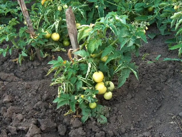 Tomato Money bag: reviews, photos, yield