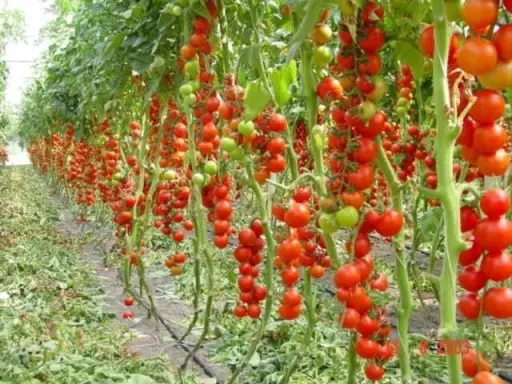 Tomato Money bag: reviews, photos, yield