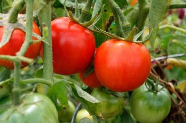 Tomato Morozko: characteristics and description of the variety