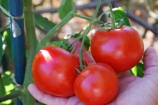 Tomato Morozko: characteristics and description of the variety