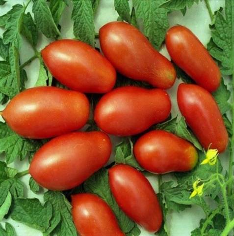 Tomato Moscow delicacy: reviews, photos, yield