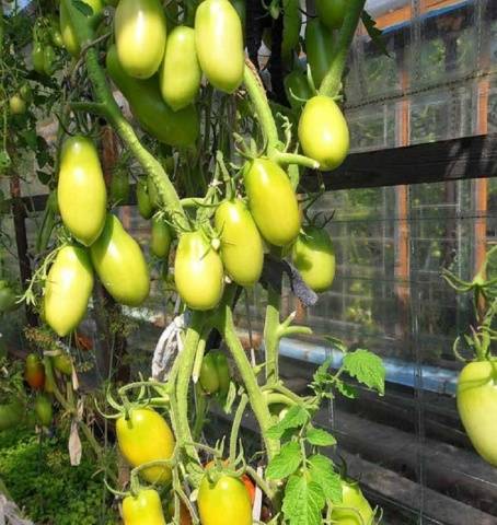 Tomato Moscow delicacy: reviews, photos, yield