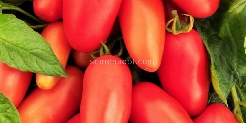 Tomato Moscow delicacy: reviews, photos, yield