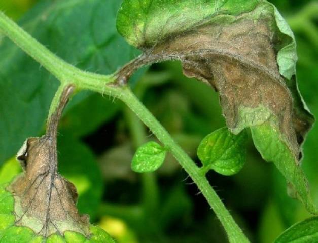 Tomato Moscow delicacy: reviews, photos, yield