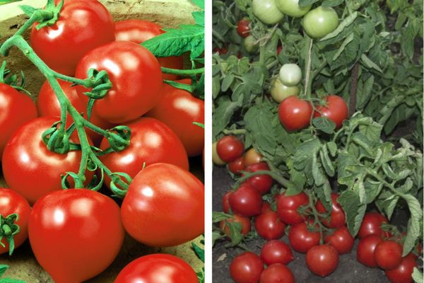 Tomato My love F1: characteristics and description of the variety