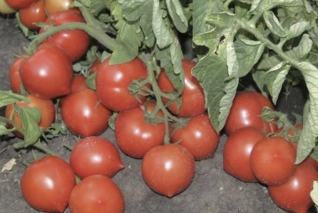 Tomato My love F1: characteristics and description of the variety