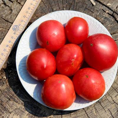 Tomato Nastenka: reviews, photos