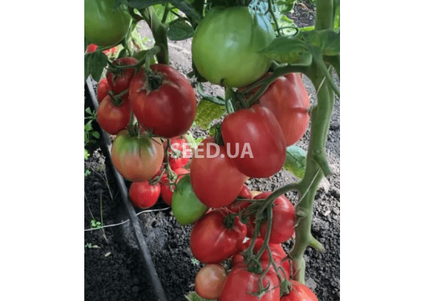 Tomato Nastenka: reviews, photos