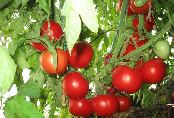 Tomato Nastya-sweet: variety description, photos, reviews