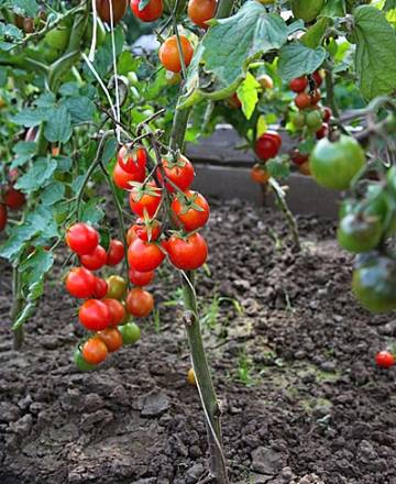 Tomato Nastya-sweet: variety description, photos, reviews