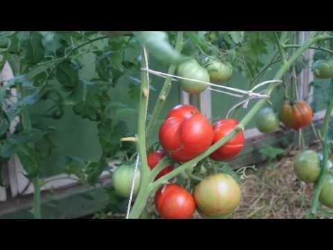 Tomato Nastya-sweet: variety description, photos, reviews