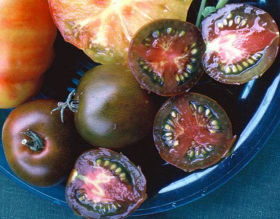 Tomato Negro: characteristics and description of the variety