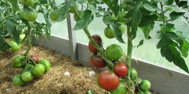 Tomato Negro: characteristics and description of the variety