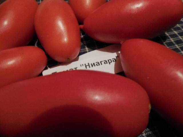 Tomato Niagara: reviews, photos, yield