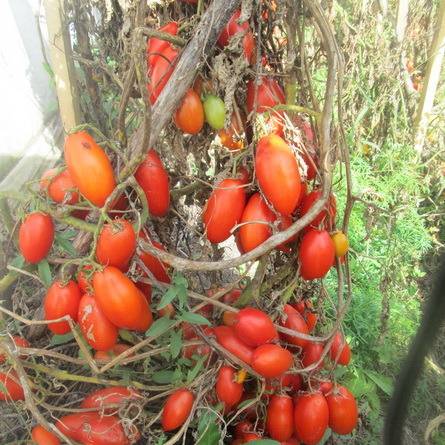 Tomato Niagara: reviews, photos, yield