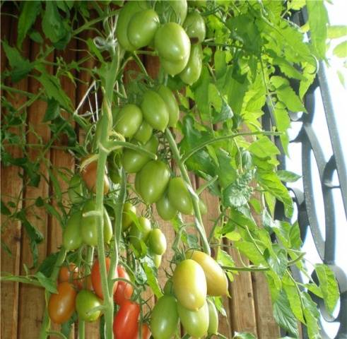 Tomato Niagara: reviews, photos, yield