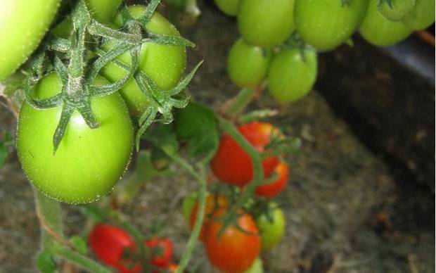 Tomato Niagara: reviews, photos, yield