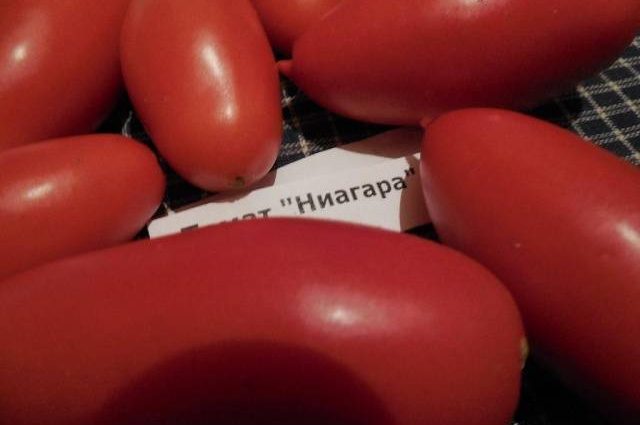 Tomato Niagara: reviews, photos, yield