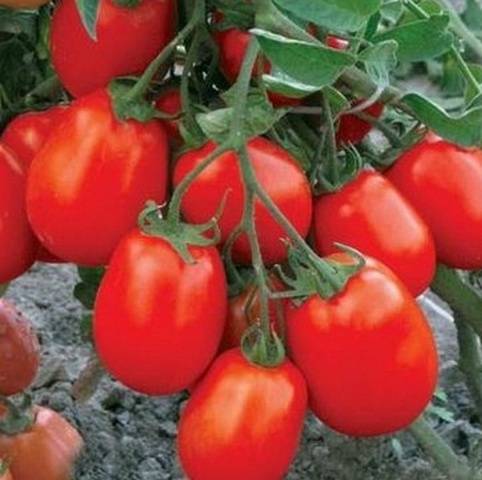 Tomato Novelty of Transnistria