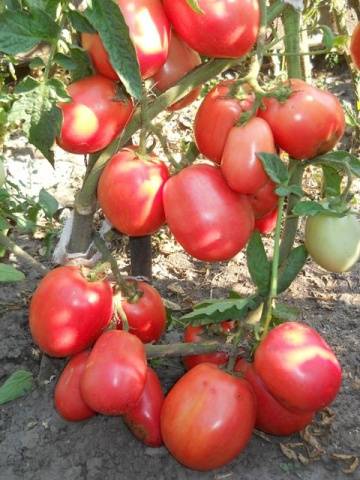 Tomato Novichok: characteristics and description of the variety