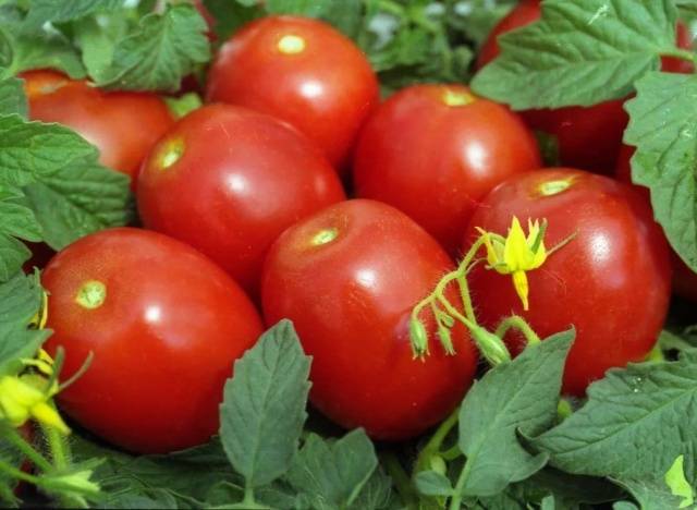 Tomato Novichok: characteristics and description of the variety