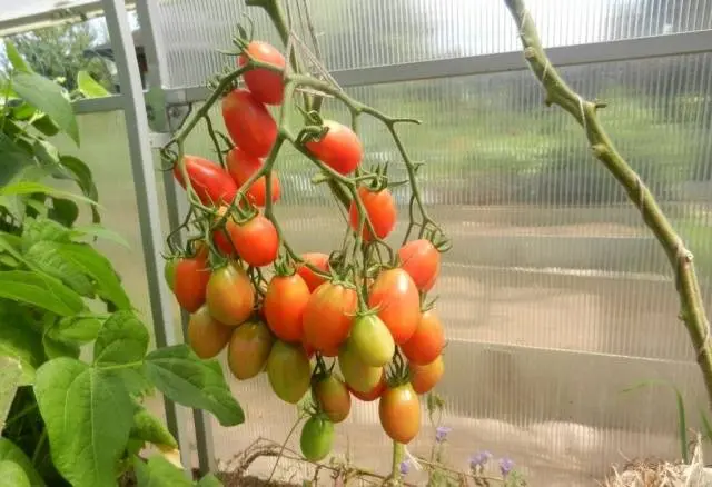 Tomato Novichok: characteristics and description of the variety