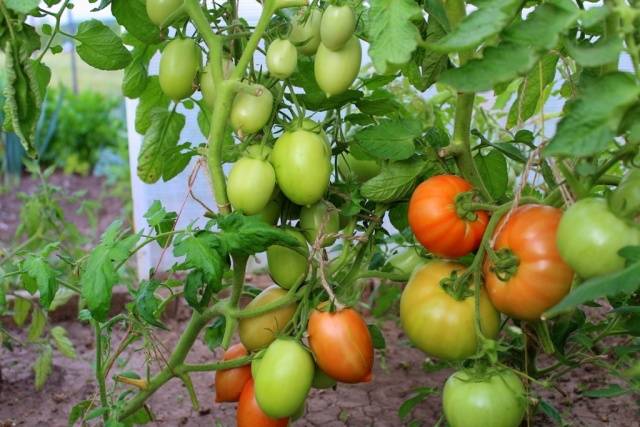 Tomato Novichok: characteristics and description of the variety