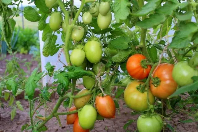 Tomato Novichok: characteristics and description of the variety