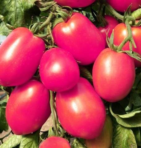 Tomato Novichok: characteristics and description of the variety