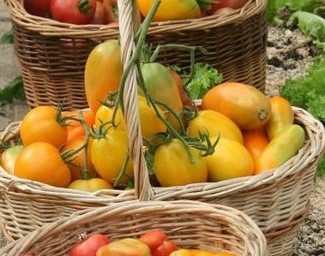 Tomato Olesya: reviews, photos, productivity, characteristics