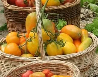 Tomato Olesya: reviews, photos, productivity, characteristics